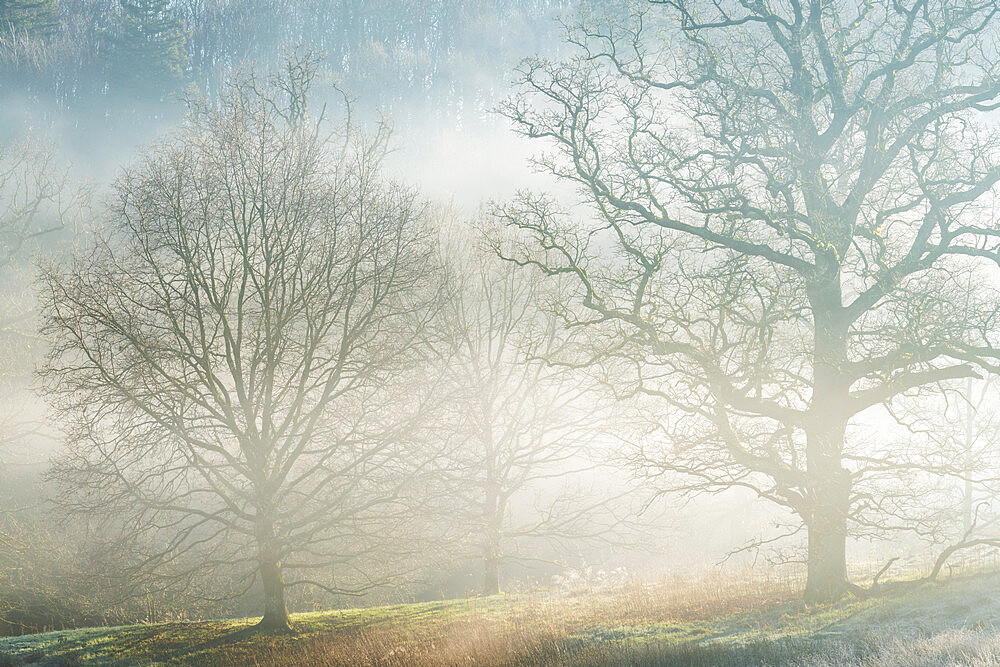 Winter trees in morning mist, Stourhead, Wiltshire, England, United Kingdom, Europe