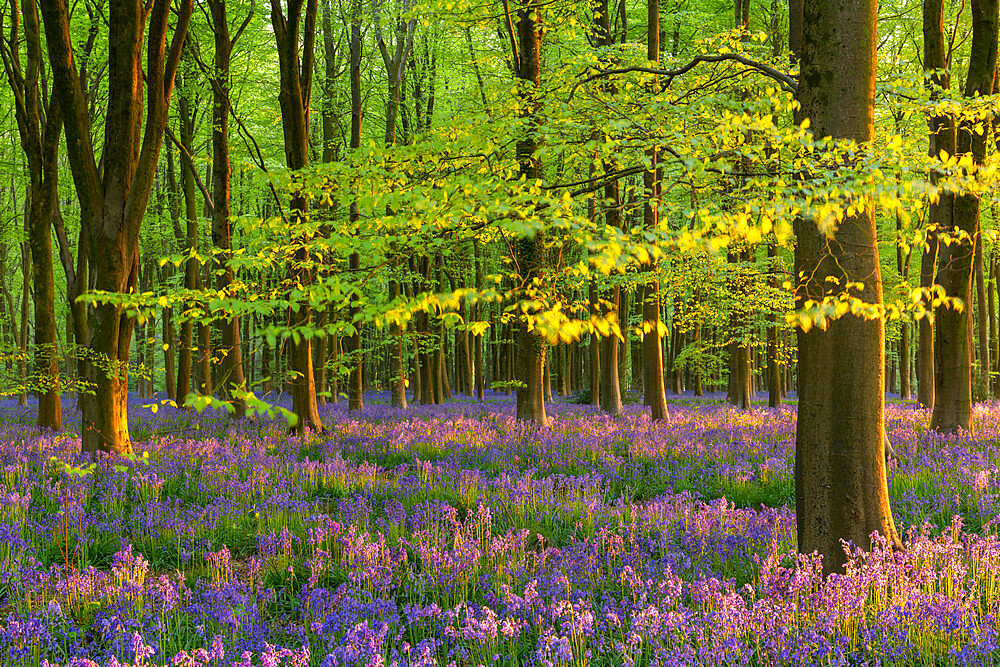 Late evening sunshine in a beautiful bluebell woodland, West Woods, Wiltshire, England, United Kingdom, Europe