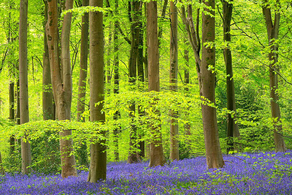 Carpets of bluebells in West Woods, Wiltshire, England, United Kingdom, Europe