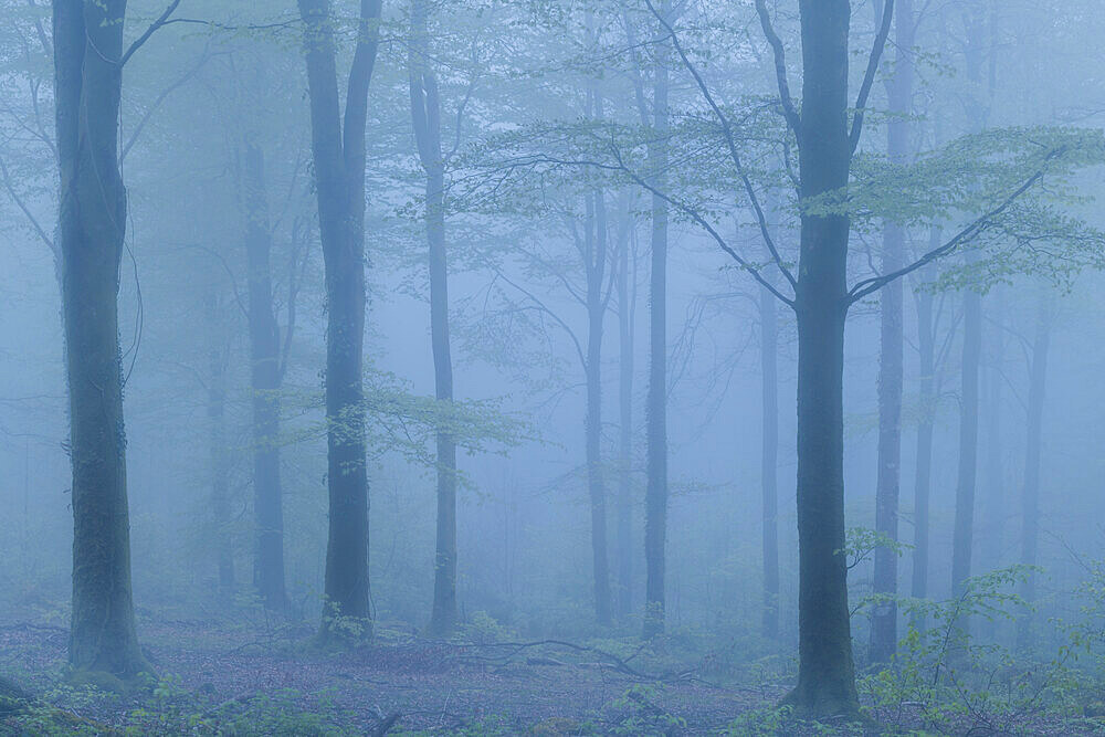 Spooky forest on a foggy evening in spring, Cornwall, England, United Kingdom, Europe