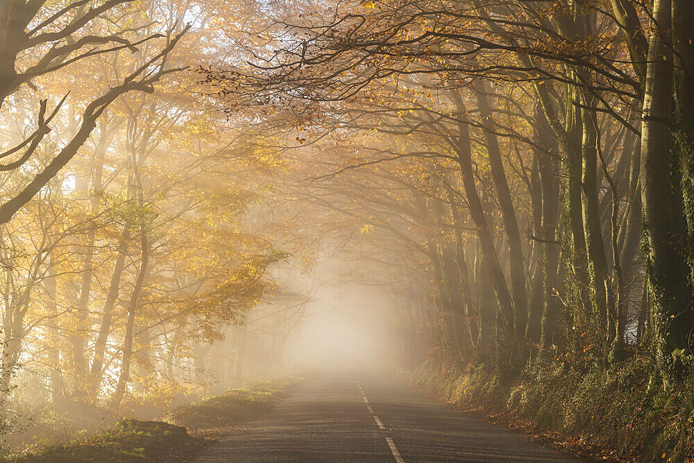 Country lane surrounded by colourful trees on a misty late autumn day, Wellington, Somerset, England, United Kingdom, Europe