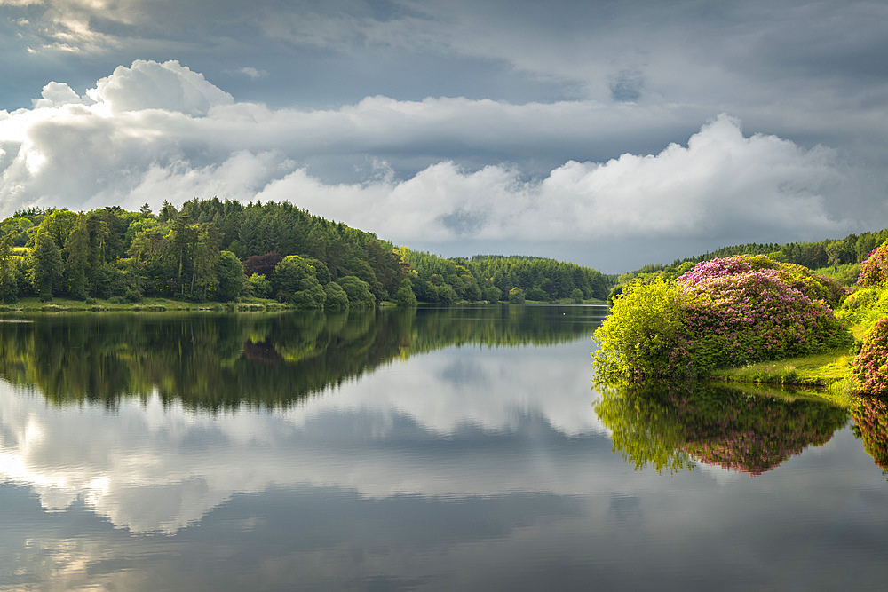 Reflections on a calm summer evening at Kennick Reservoir, Dartmoor National Park, Devon, England, United Kingdom, Europe