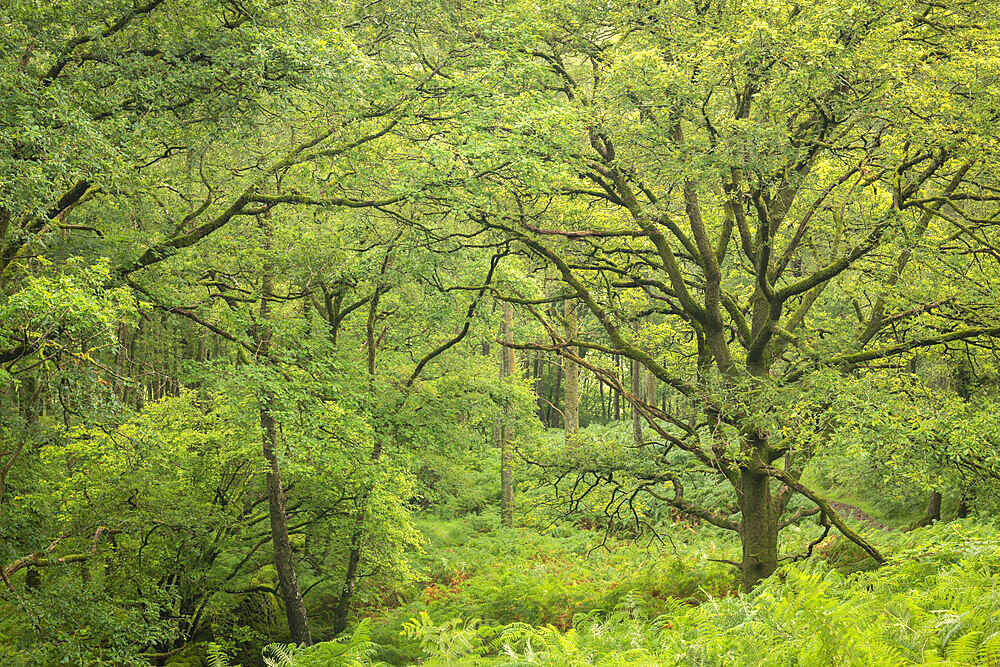 Beautiful deciduous woodland above the Borrowdale Valley in the Lake District National Park, UNESCO World Heritage Site, Cumbria, England, United Kingdom, Europe