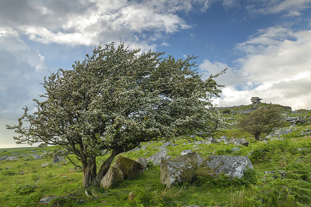 Hawthorn tree in blossom, Bodmin Moor, Cornwall, England, United Kingdom, Europe