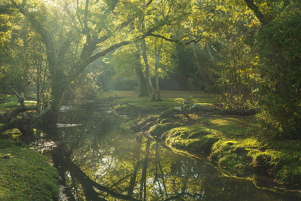 Stream running through a deciduous woodland in autumn in the New Forest National Park, Hampshire, England, United Kingdom, Europe