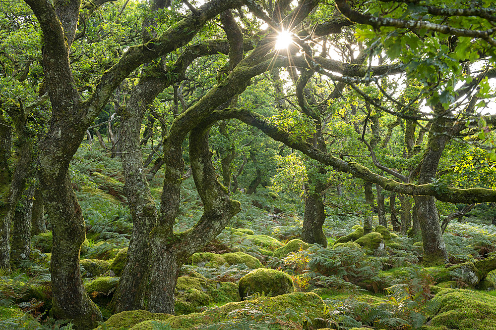 Summer morning sun rising through Black a Tor Copse in Dartmoor National Park, Devon, England, United Kingdom, Europe