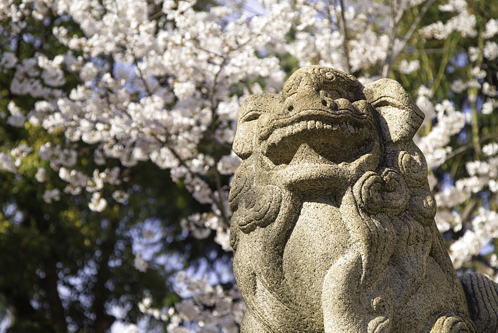 Cherry blossom and lion statue at Ikuta Jinja shrine, Kobe, Kansai, Japan, Asia