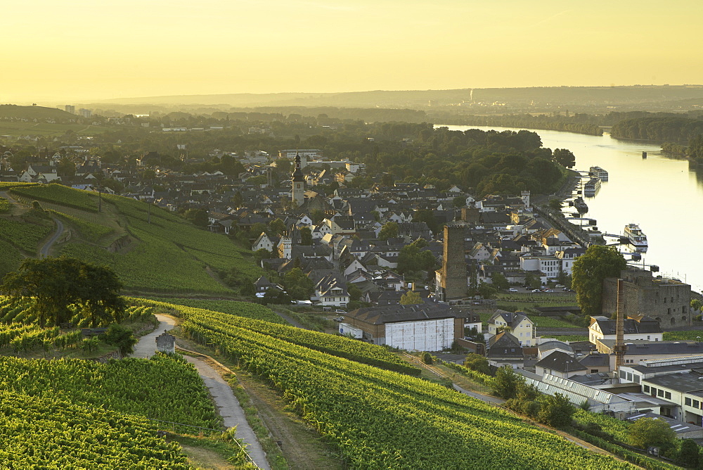 Vineyards and River Rhine at sunrise, Rudesheim, Rhineland-Palatinate, Germany, Europe