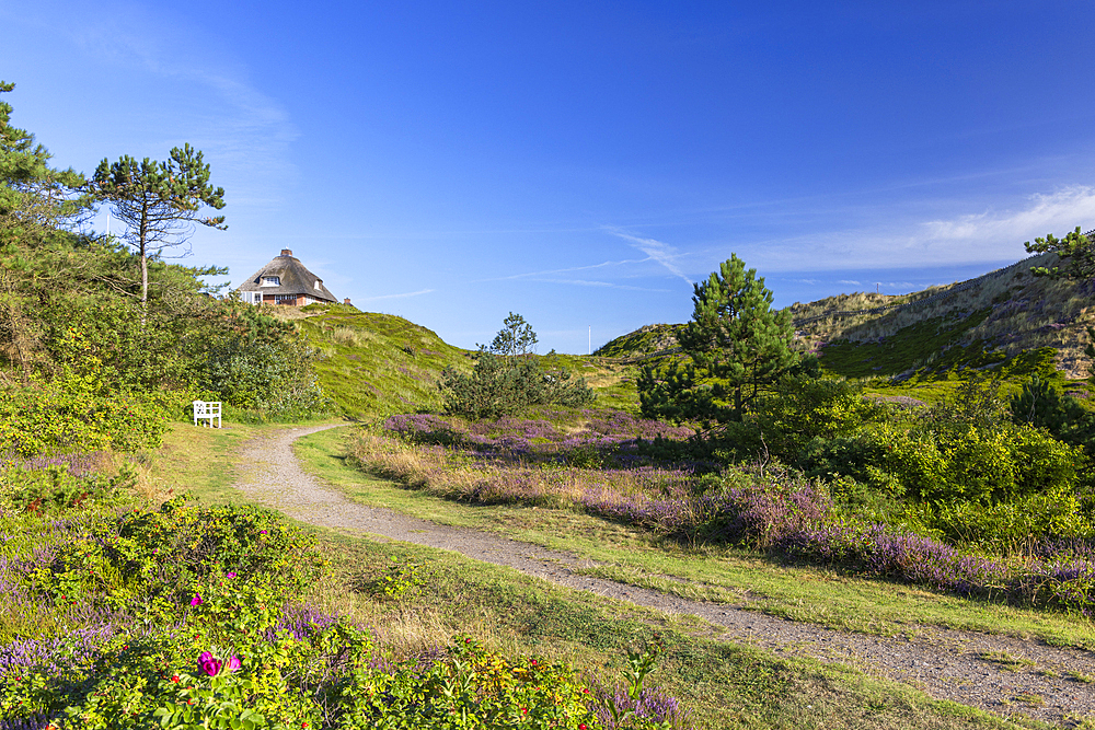 Traditional thatched house and heather, Hornum, Sylt, Schleswig Holstein, Germany, Europe