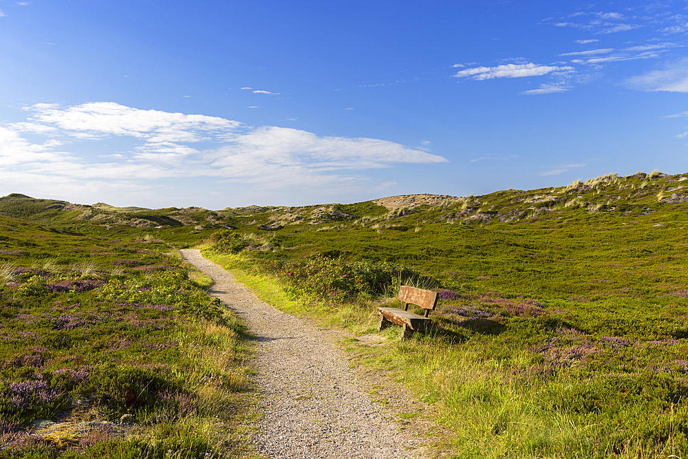 Path through heather, Rantum, Sylt, Schleswig Holstein, Germany, Europe