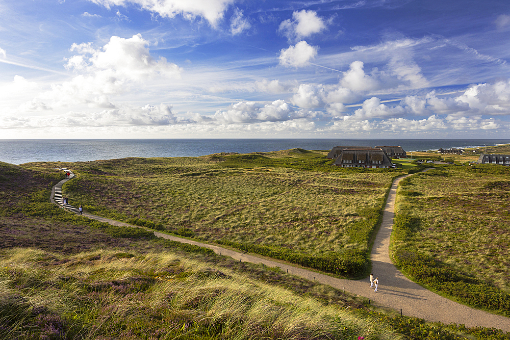 People walking through sand dunes and heather, Kampen, Sylt, Schleswig Holstein, Germany, Europe