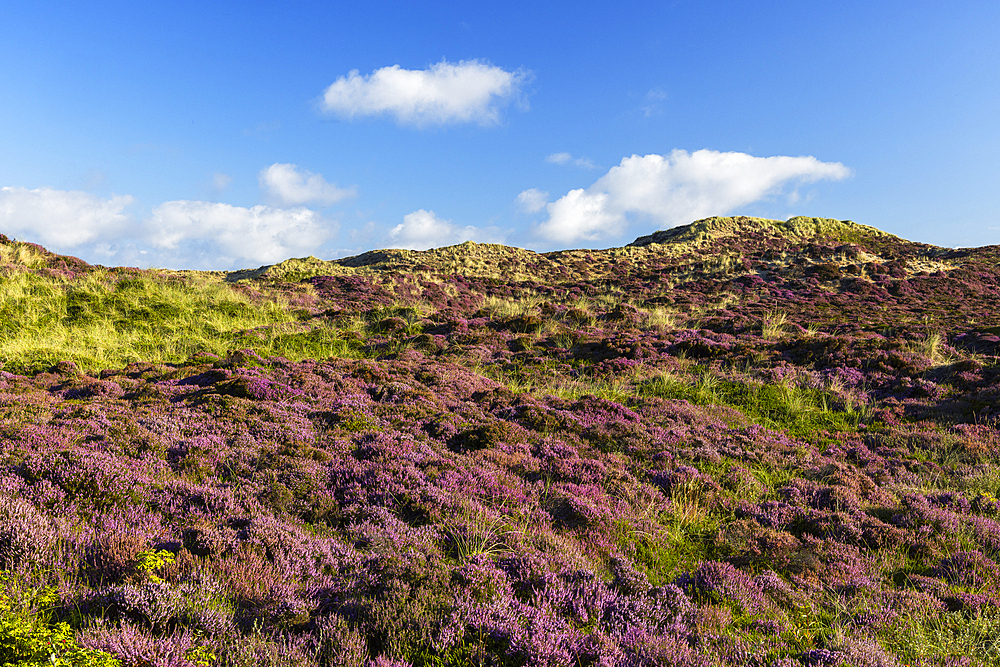 Heather and sand dunes, Kampen, Sylt, Schleswig Holstein, Germany, Europe