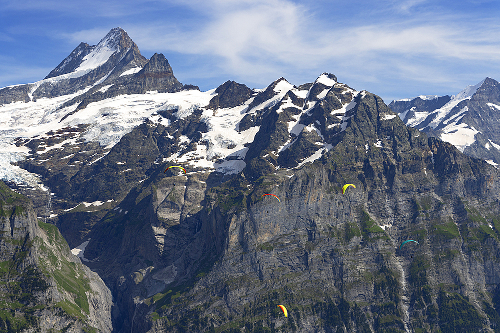 Paragliders at First mountain with Schreckhorn mountain in the background, Jungfrau Region, Bernese Oberland, Switzerland