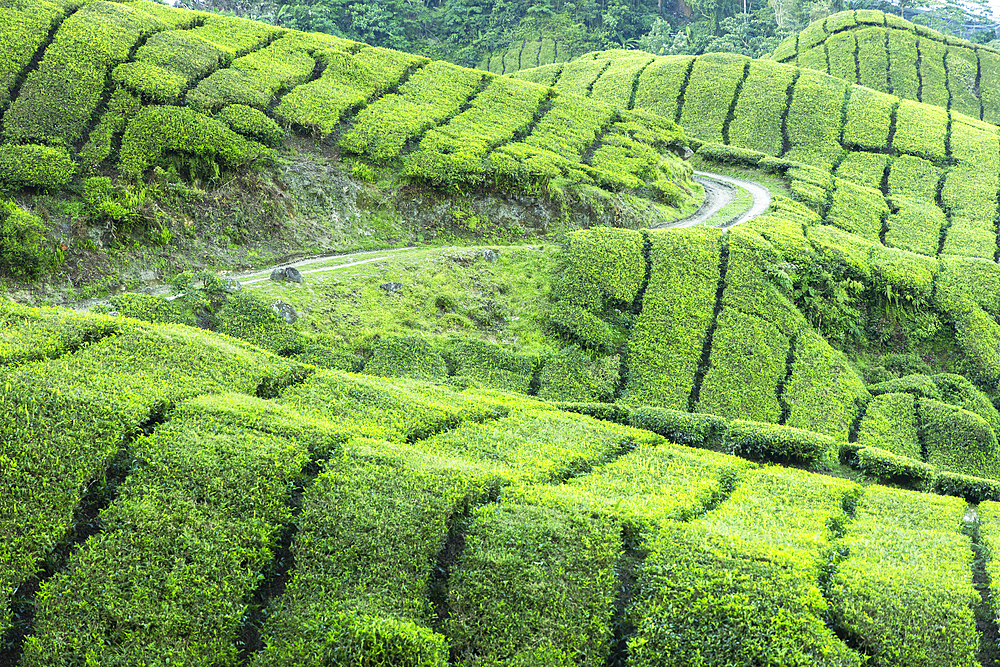 BOH Sungai Palas tea plantation, Cameron Highlands, Pahang, Malaysia