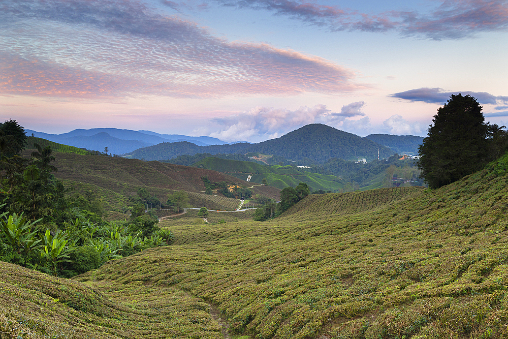 BOH Sungai Palas tea plantation at sunset, Cameron Highlands, Pahang, Malaysia