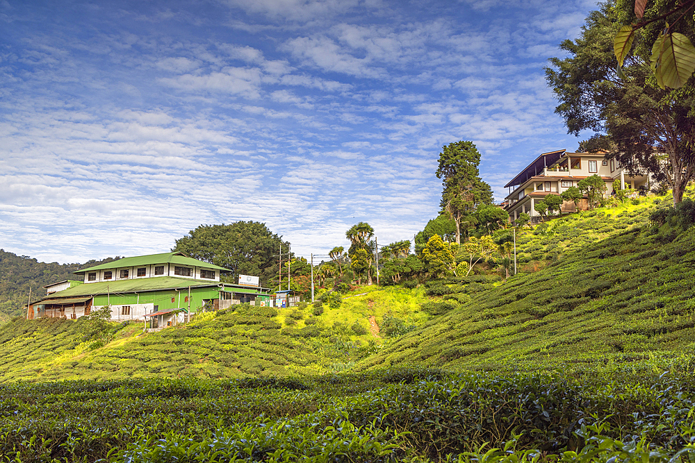 Cameron Valley tea plantation, Cameron Highlands, Pahang, Malaysia