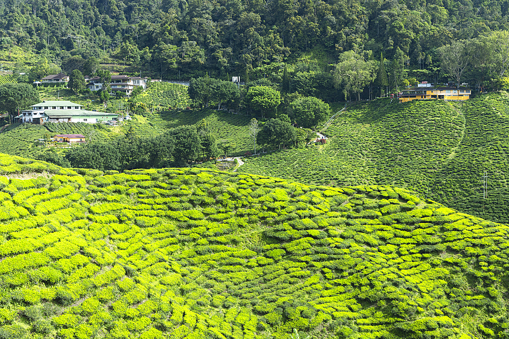 Cameron Valley tea plantation, Cameron Highlands, Pahang, Malaysia