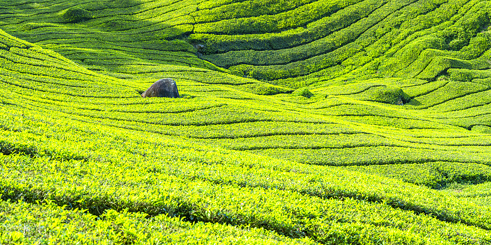 BOH Sungai Palas tea plantation, Cameron Highlands, Pahang, Malaysia