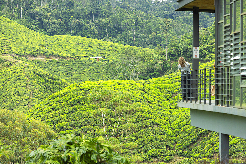 BOH Sungai Palas tea plantation, Cameron Highlands, Pahang, Malaysia