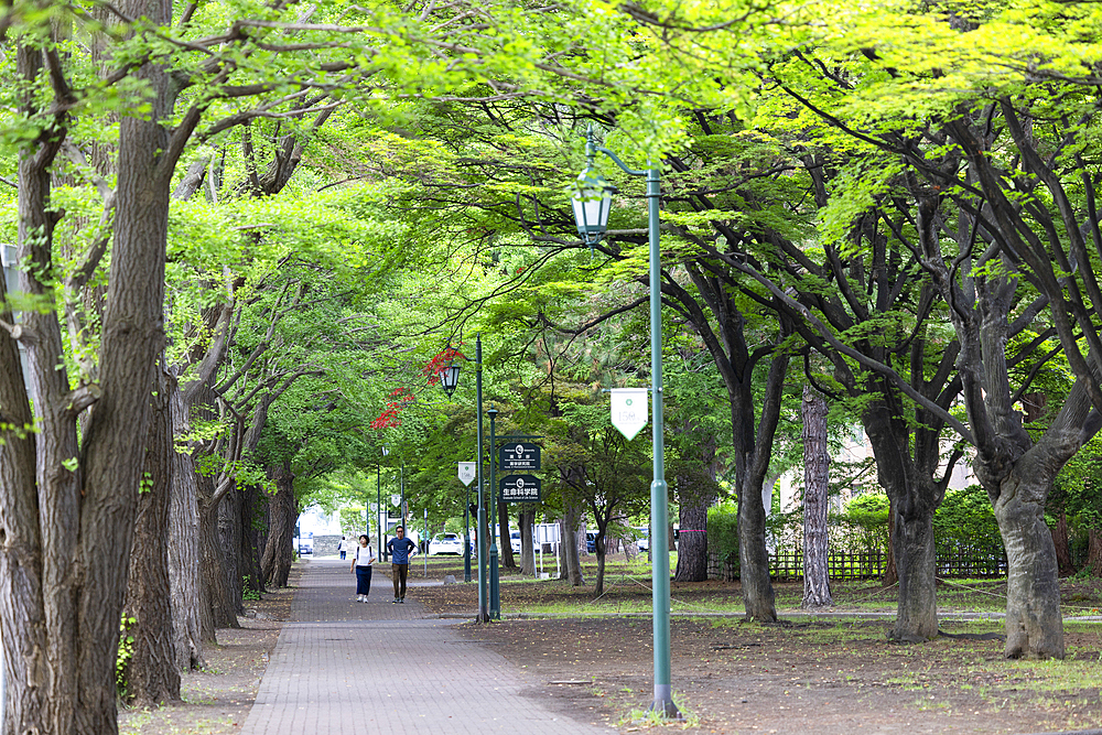 Campus of Hokkaido University, Sapporo, Hokkaido, Japan