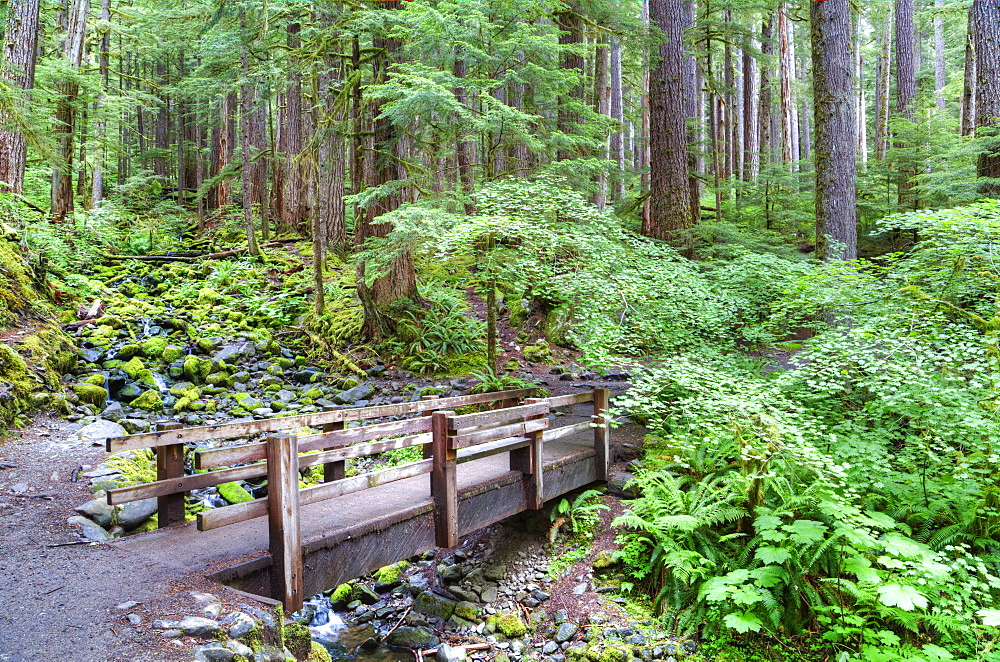 Foot Bridge, Trail to Sol Duc Falls, Rain Forest, Olympic National Park, UNESCO World Heritage Site, Washington, United States of America, North America