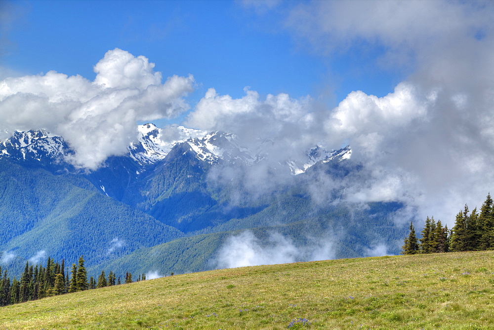 Hurricane Ridge, Olympic National Park, UNESCO World Heritage Site, Washington, United States of America, North America