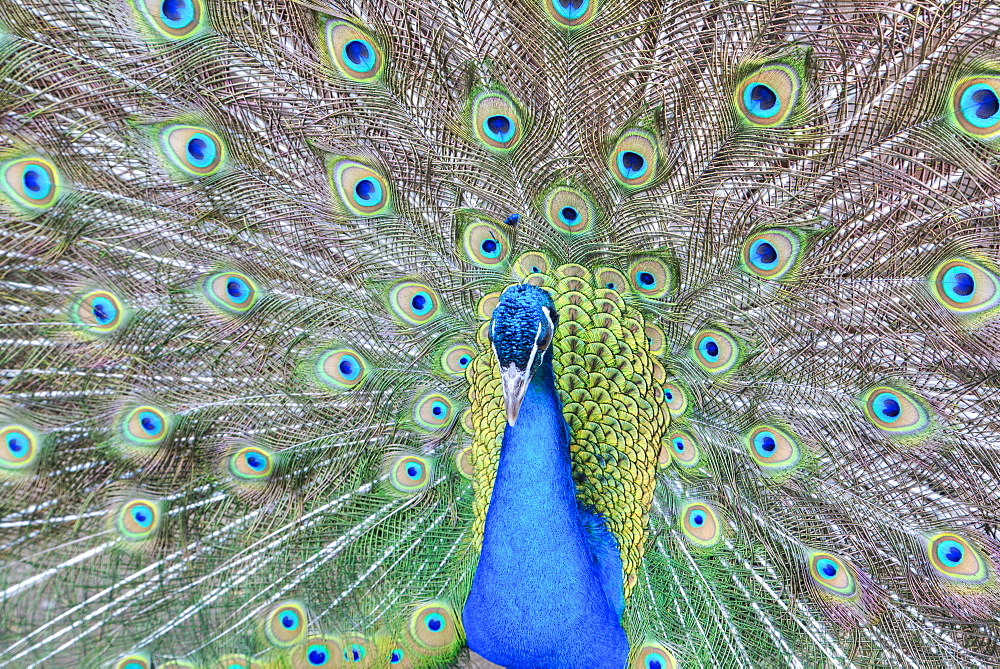 Peacock (Pavo Cristatus), Sequim, Olympic Peninsula, Washington, United States of America, North America