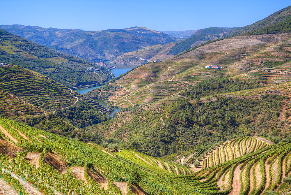 Vineyards and the Douro River, Alto Douro Wine Valley, UNESCO World Heritage Site, Portugal, Europe