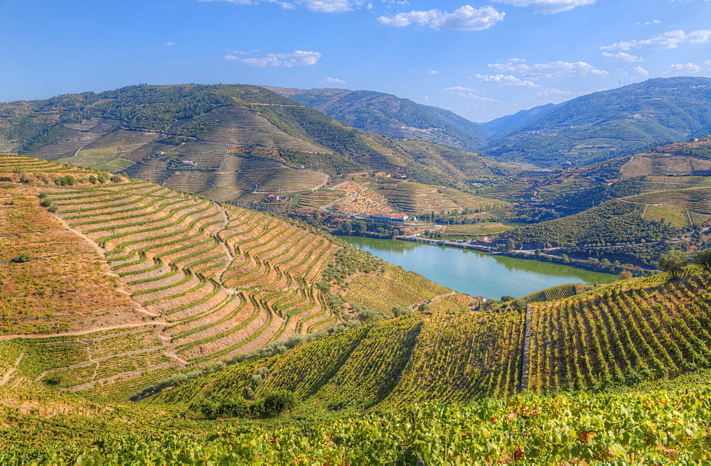 Vineyards and the Douro River, Alto Douro Wine Valley, UNESCO World Heritage Site, Portugal, Europe