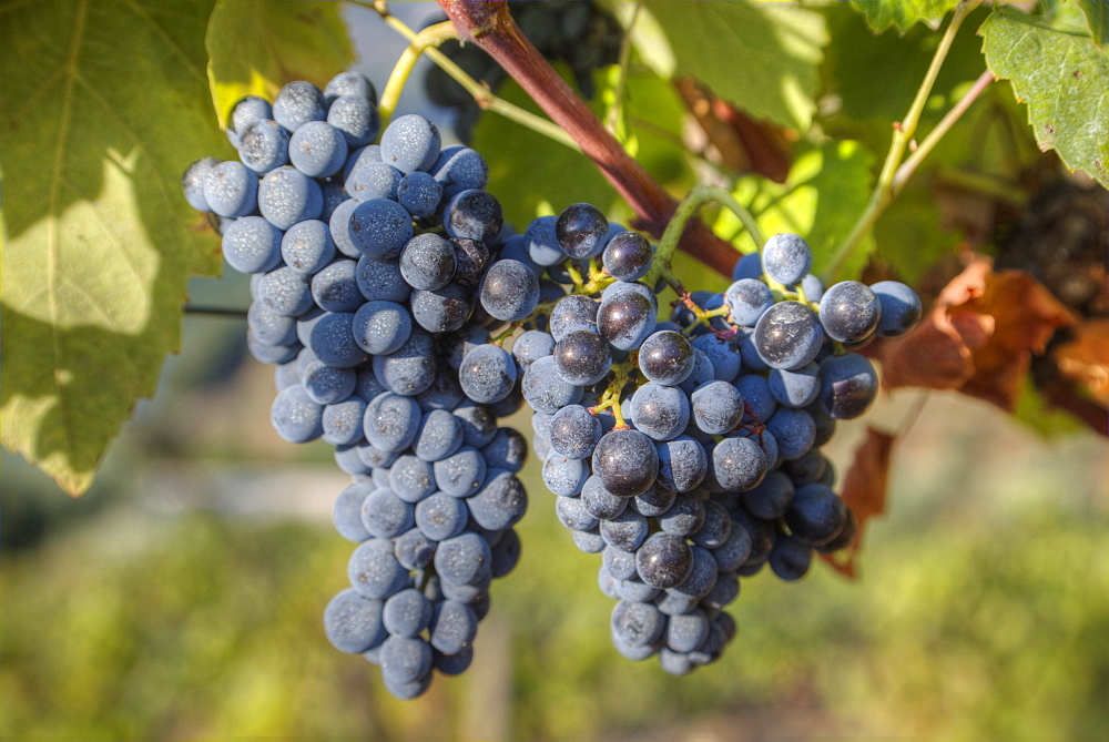 Grapes on vine, Alto Douro Wine Valley, UNESCO World Heritage Site, Portugal, Europe