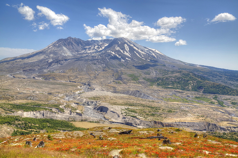 Mount St. Helens with wild flowers, Mount St. Helens National Volcanic Monument, Washington State, United States of America, North America