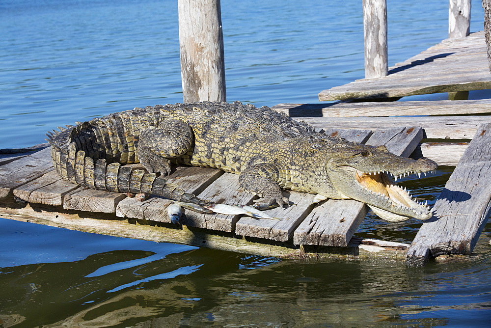 Morelet Crocodile (Crocodylus Moreletii), Rio Lagartos Biosphere Reserve, Rio Lagartos, Yucatan, Mexico, North America