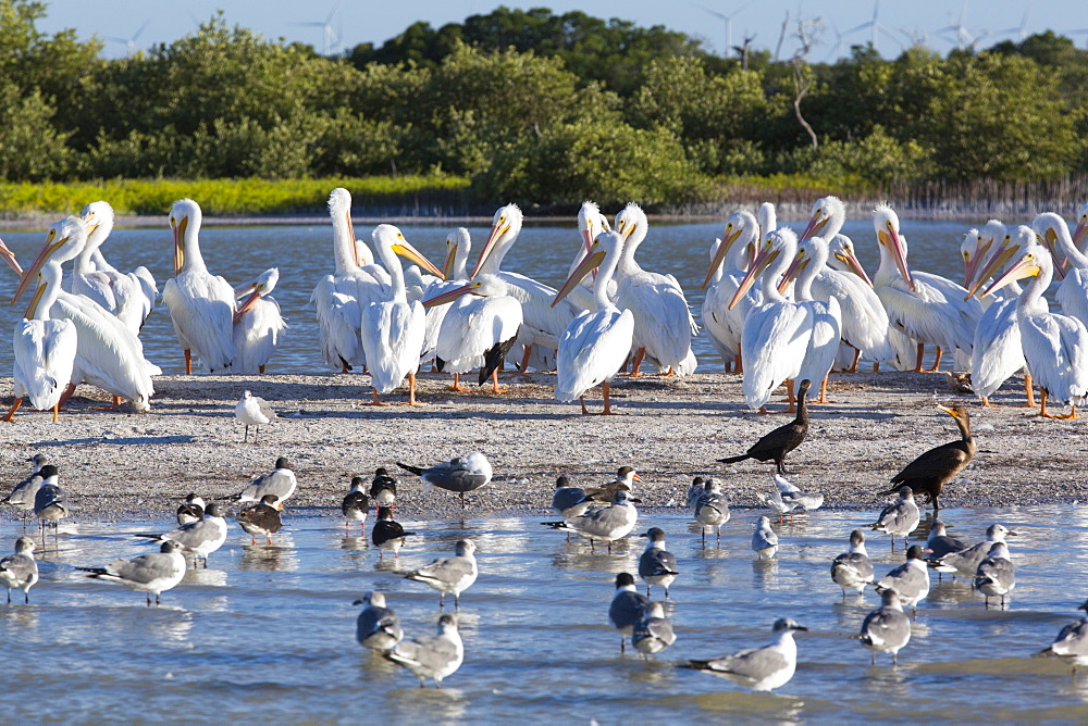 American White Pelicans (Pelecanus Erythrorhynchos), Rio Lagartos Biosphere Reserve, Rio Lagartos, Yucatan, Mexico, North America