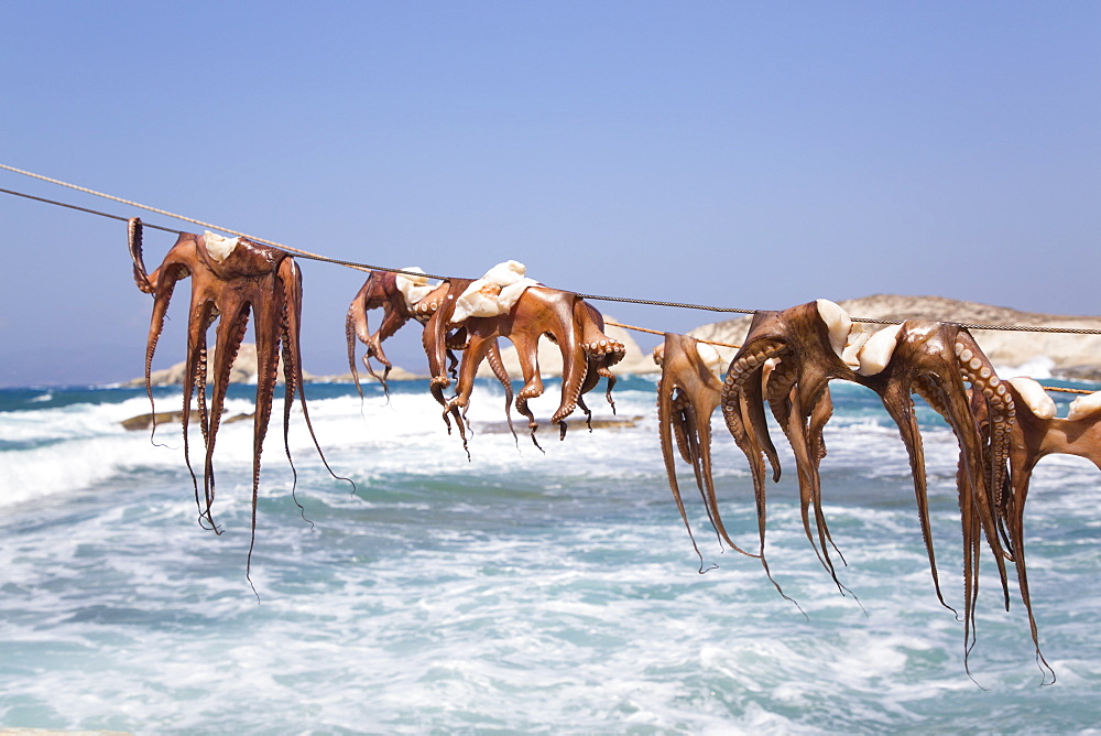 Drying Octopus, Mandrakia Village, Milos Island, Cyclades Group, Greek Islands, Greece, Europe