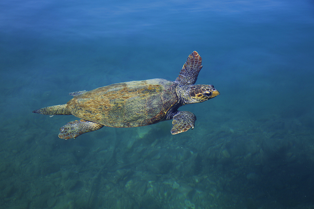 Loggerhead Turtle, Harbor, Megisti Bay, Kastellorizo, Dodecanese Islands, Greece