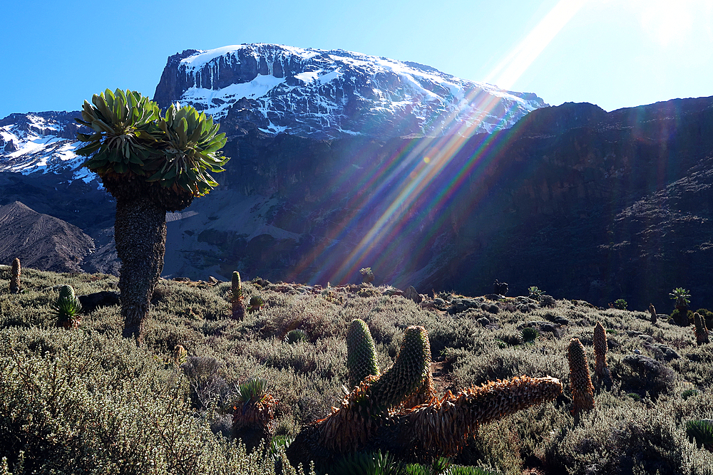 Mountain landscape on Kilimanjaro, 5895 metres, UNESCO, highest mountain in Africa and one of the Seven Summits, Tanzania