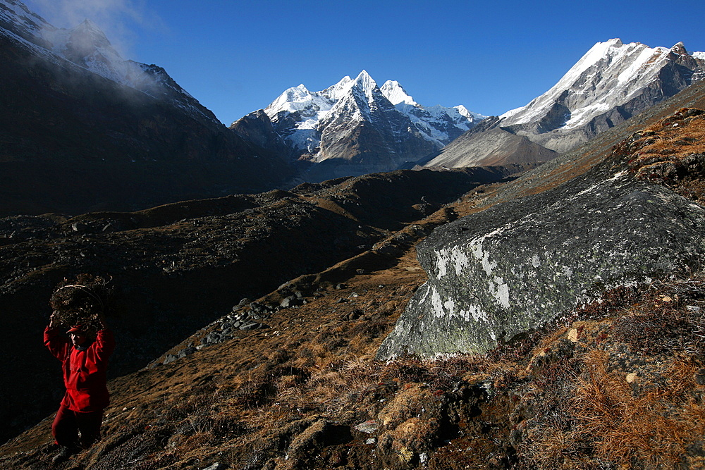 Monk carrying firewood, high in the Khumbu region, Nepal, Asia