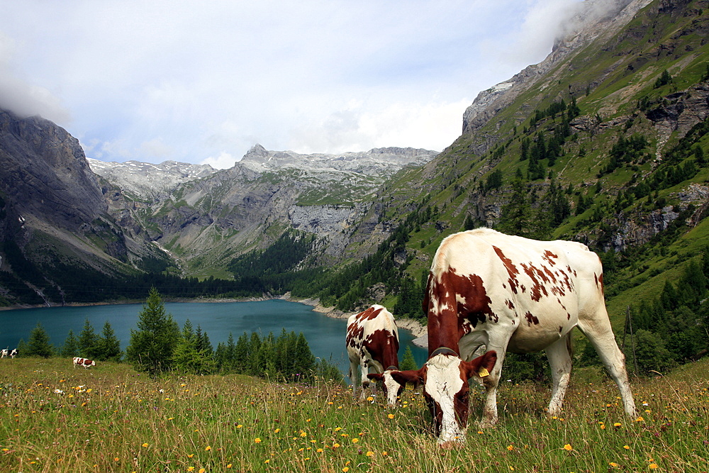 Cows grazing in the meadow above Rawyl reservoir, Valais region, Swiss Alps, western Switzerland, Europe