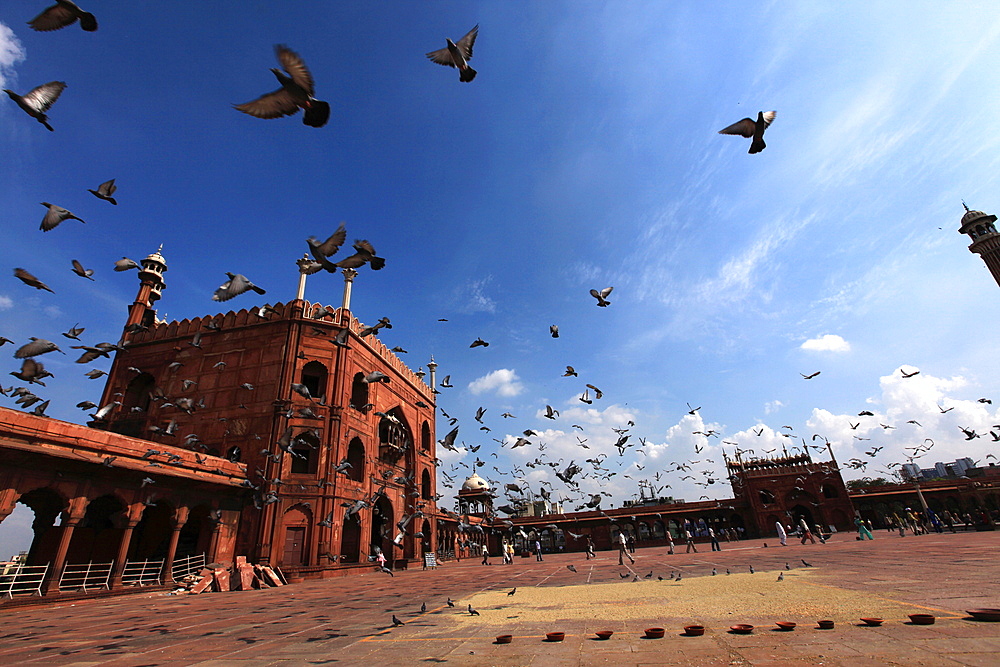 Pigeons feed on grain scattered on the paving stones in the courtyard of Jama Masjid (The Masjid-i Jah)