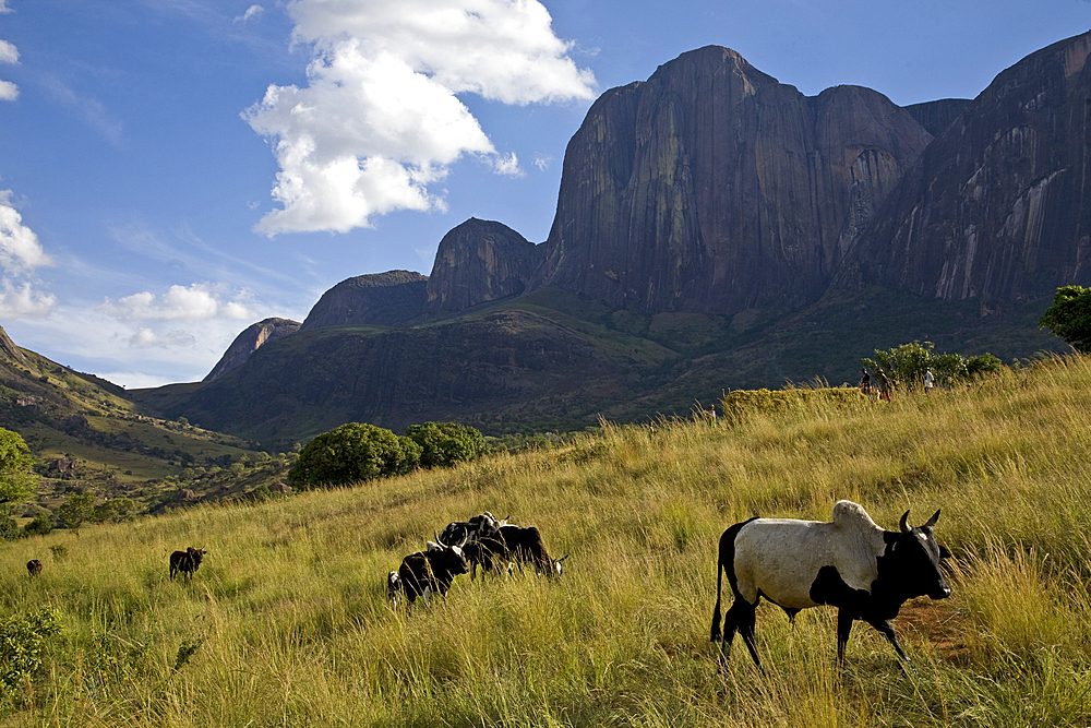 Zebu cattle, Tsaranoro Massif, southern Madagascar, Africa