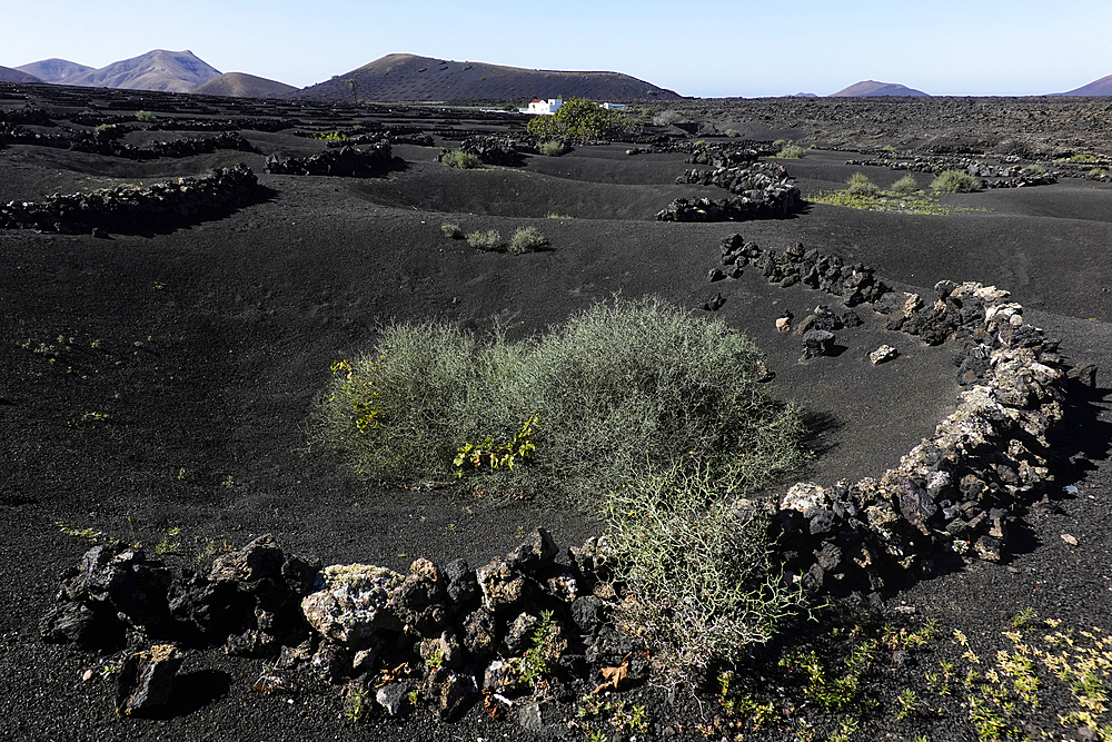 Vineyard, Lanzarote, Canary Islands, Spain, Atlantic, Europe