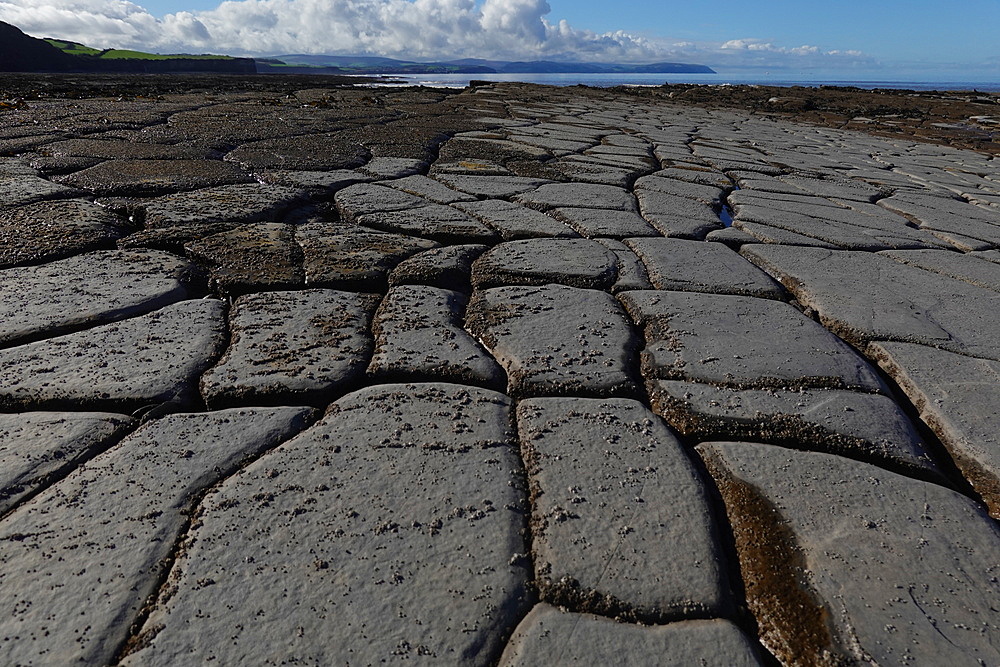 The intertidal zone of the Quantock Coast, West Somerset, contains an abundance of geology and wildlife. It is a Site of Special Scientific Interest (SSSI) and is of international geological importance.