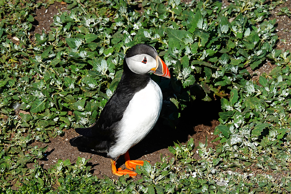 Puffin, Farne Islands, Northumberland, England, United Kingdom, Europe