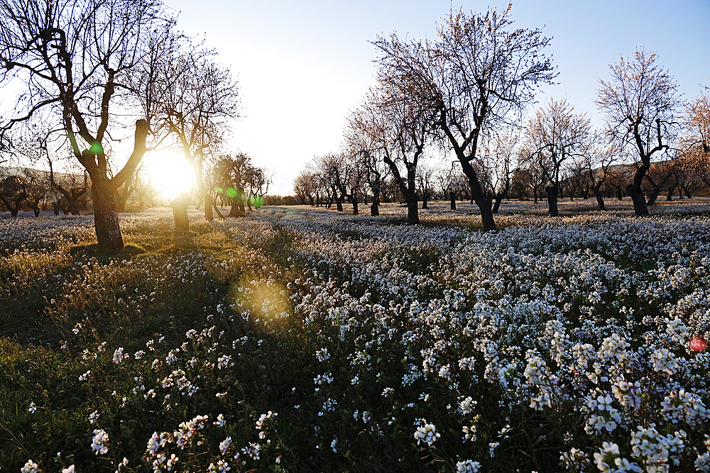 Orchard in early spring, Catalonia, Spain, Europe