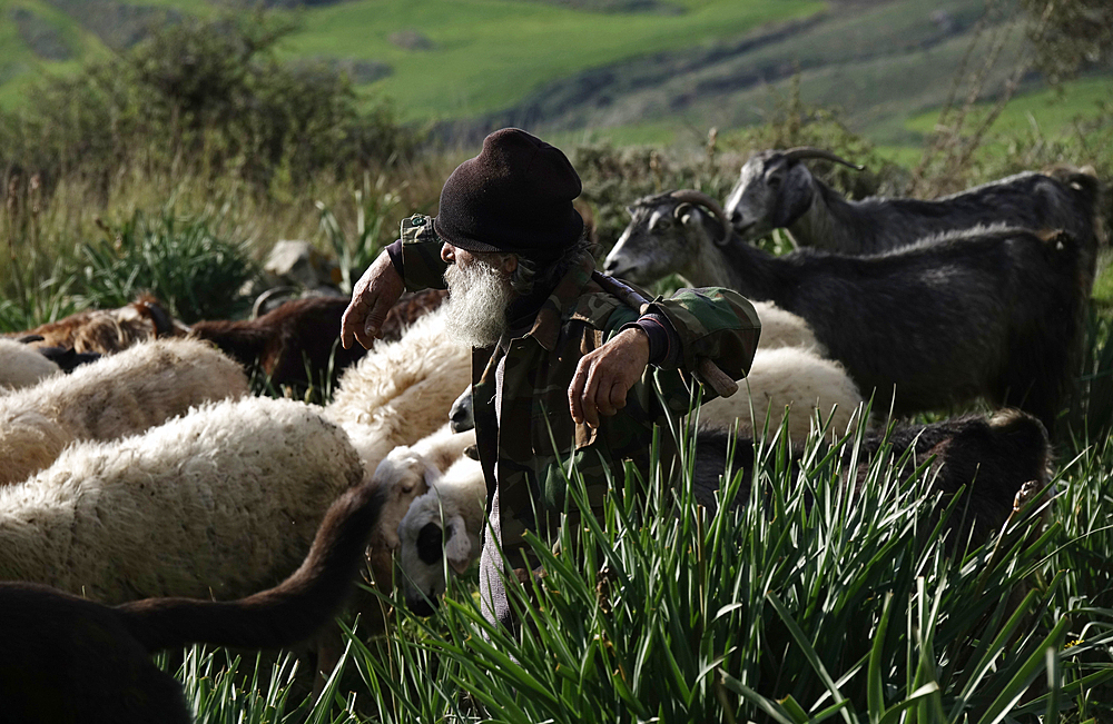 Shepherd with his flock, southern Cyprus