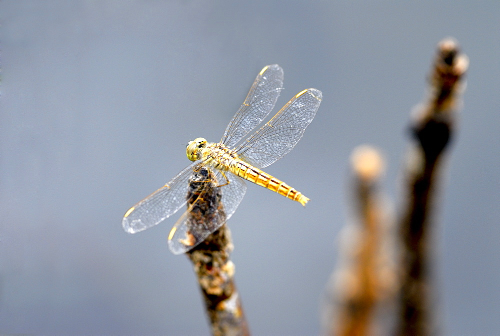 Dragonfly on stump, Kumarakom, Kerala, India, Asia