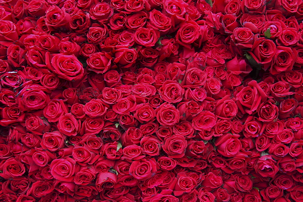 Roses for sale, Delhi, India, Asia