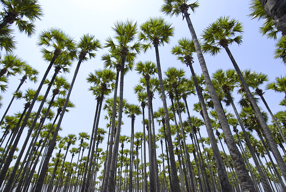 Tall palm trees, Tamil Nadu, India, Asia