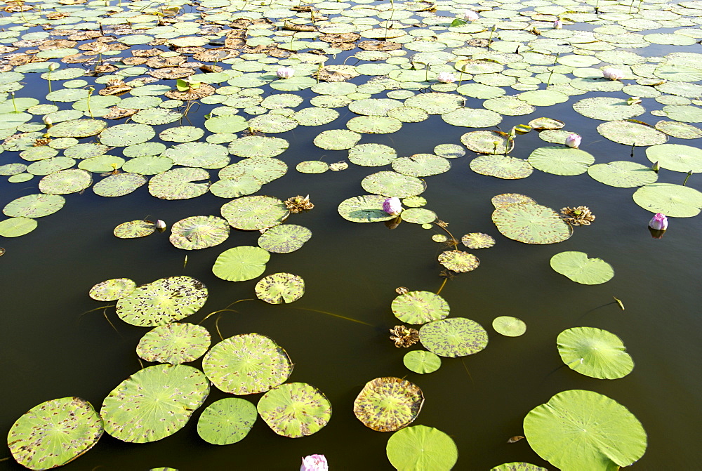 Pond filled with lotus, Tamil Nadu, India, Asia