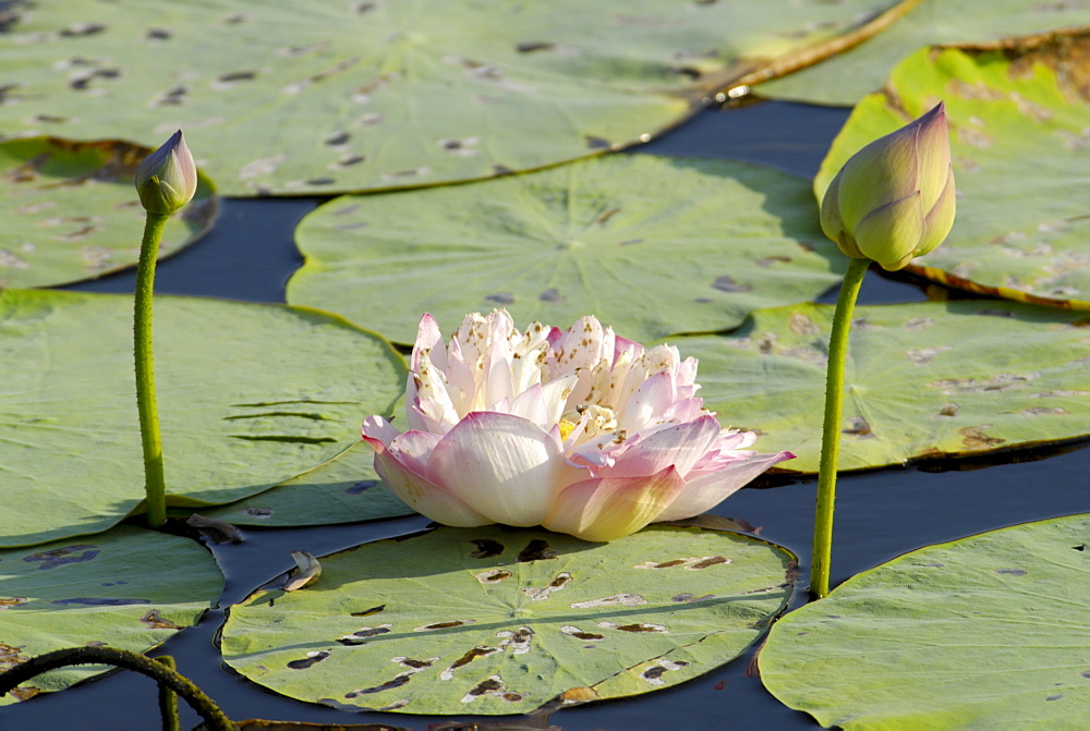 Pond filled with lotus, Tamil Nadu, India, Asia